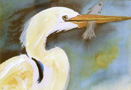 4-Holman (Egret with Fish)