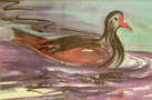 5-Holman (Duck)