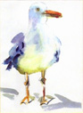 8-Holman (Seagull)