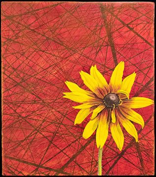 Mary Hart painting of a Brown-Eyed Susan flower on a textured red background