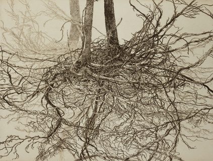 Sepia tone etching of a root system from multiple overlapping views